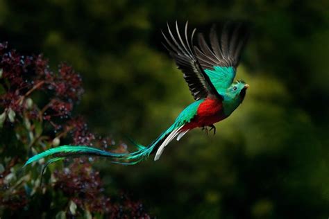  Quetzal! Een Vogelandbewoner Met Iets Magisch