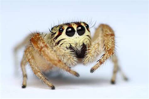  Reticulated Jumping Spider: Een Kleine Acrobaat met een Oog voor Detail!