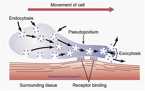  Reticulomyxa Een fascinerend voorbeeld van een organisme met unieke locomotietechnieken en complexe celstructuren!