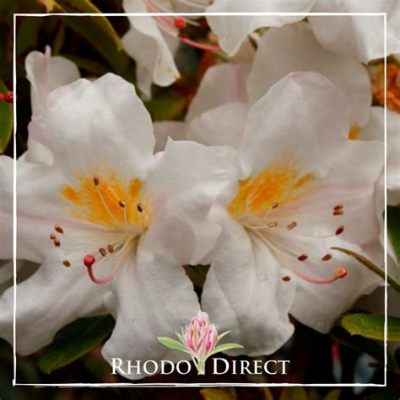  Rhododendron slang! Ontdek de verbazingwekkende wereld van deze schuppige en koudbloedige krachtpatser