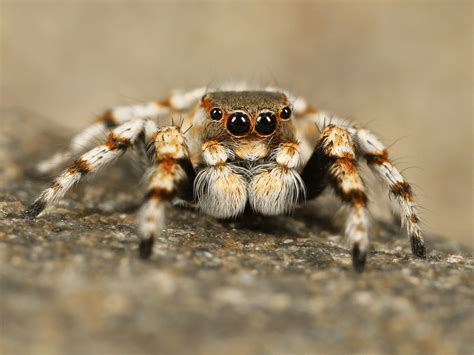  Tarantula! Een spin die je liever niet als huisgenoot zou willen hebben