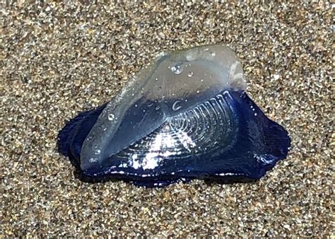  Velella velella: Een mysterieuze blauwe snufferd drijft op de golven, zoekend naar een sappig hapje plankton!