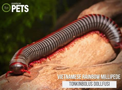  VietnameseMillipede:  Een mysterieuze verschijning met duizenden poten die door de aarde kruipt en zich voedt met vervallen bladeren!