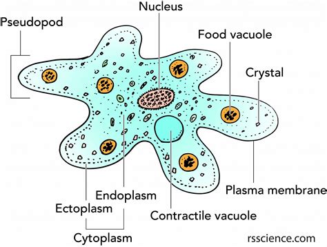  Wateramoeba: Een Microscopische Wonderwereld met Ongemakkelijke Verplaatsing!