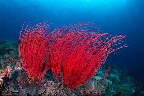  Whip Coral:  Een kleurrijke koloniale bewoner met een onheilspellende naam!