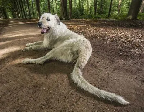  Wolvin: Een Onverwachte Dierenvriend met een Smaak voor Avontuur en Langste Staarstaart!