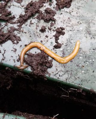 Worteldiervriend met duizend benen: een diepgaande blik op het leven van de wonderschoon wormeneter!