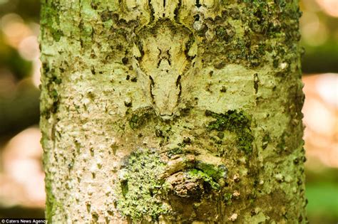  Xysticus - Een meester in camouflage die zich verbergt tussen de bladeren!