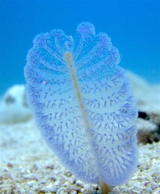 Yellow Sea Pens Zijn Krachtige Kolonies Met Fraaie Blauwachtige Weefsels!