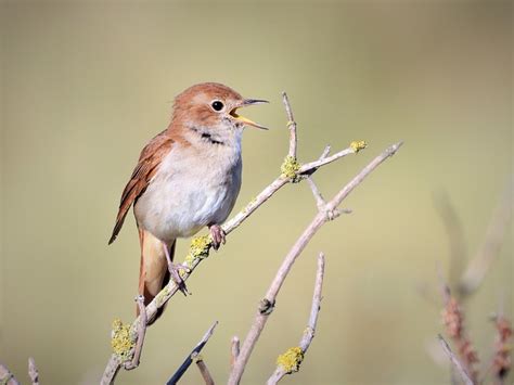  Zangerige Zingende Zangvogel? Ontdek De Fascinerende Levenswijze Van De Zoölogische Zilvervis!