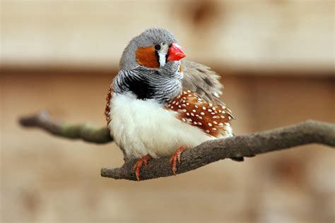  Zebra Finch: Een Zingende Wonder Met Gevlekte Vleugels!