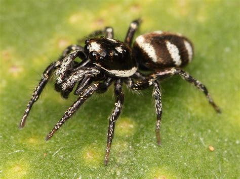   Zebraspinnen! Een veelgekleurde Diplopode met een onverwachte kracht.